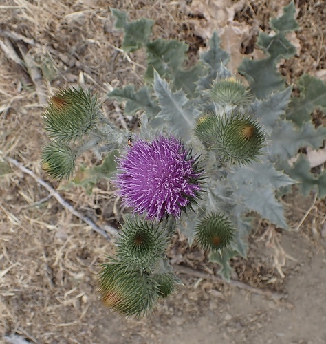 Onopordum acanthium ssp. acanthium