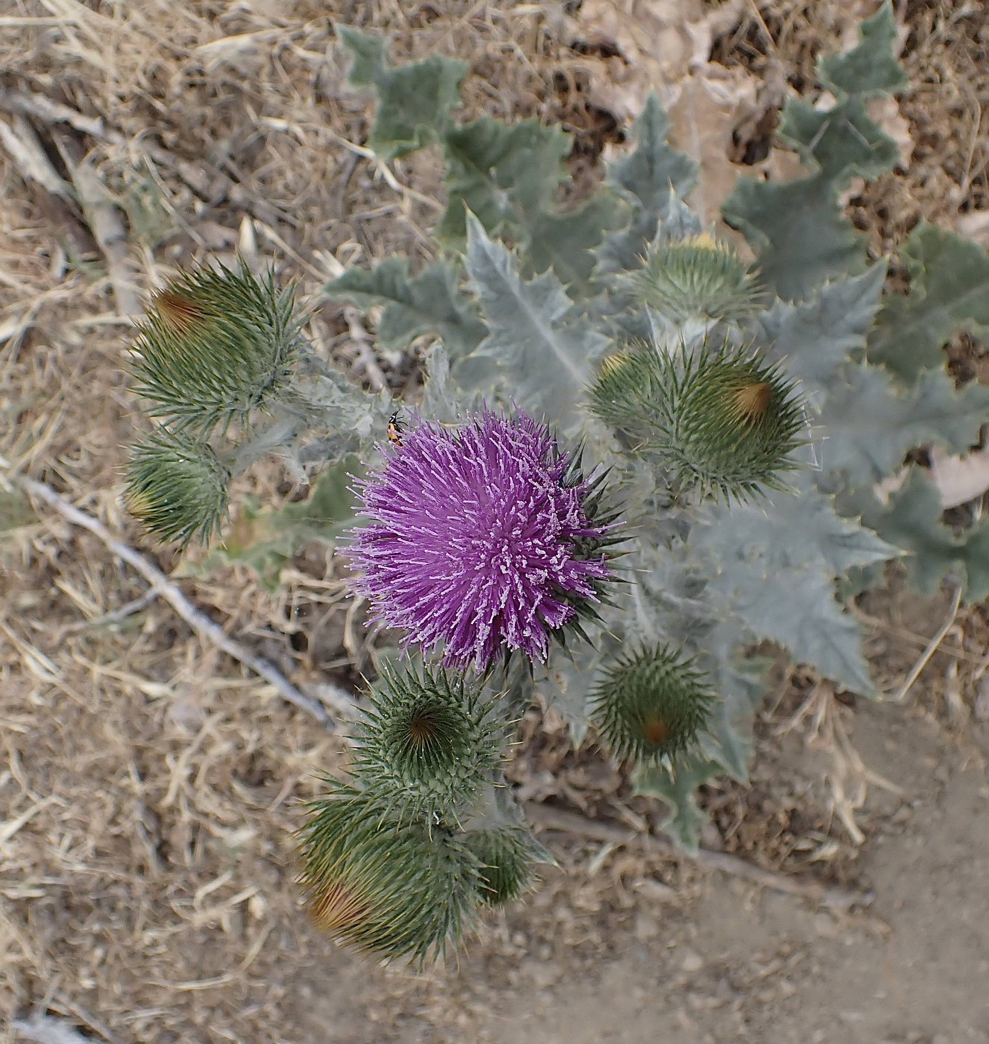 Onopordum acanthium ssp. acanthium