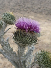 Onopordum acanthium acanthium
