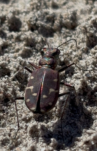 Western Tiger Beetle