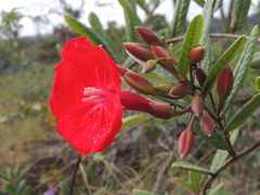 Ipomoea cavalcantei
