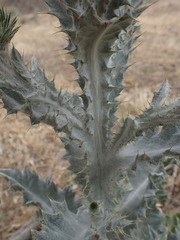 Onopordum acanthium acanthium