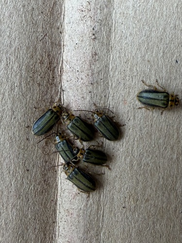 Elm Leaf Beetle