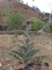 Onopordum acanthium acanthium