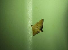 Endotricha psammitis