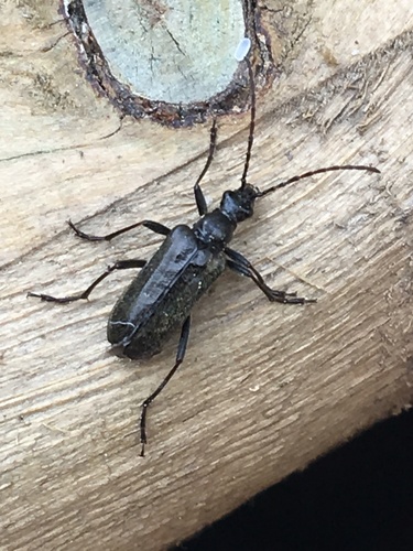 Subespecies Acmaeops proteus proteus · iNaturalist Mexico