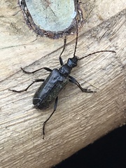 Acmaeops proteus proteus