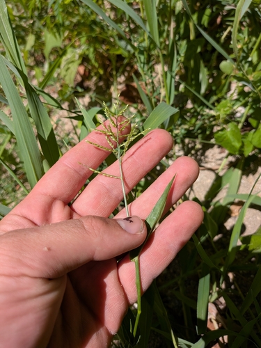 Urochloa reptans, photograph 2