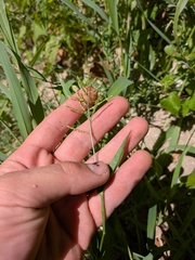 author not stated, no rights reserved Urochloa reptans, photograph author not stated, no rights reserved