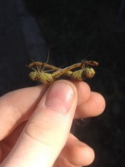 Sympetrum meridionale