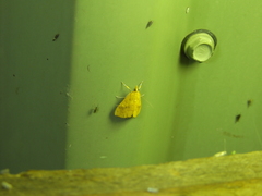 Hyalobathra brevialis