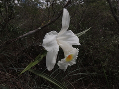 Sobralia liliastrum