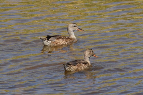 Gadwall