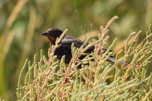 Yellow-headed Blackbird