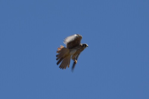 American Kestrel