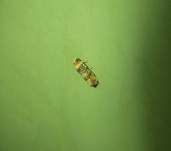 Lobesia transtrifera