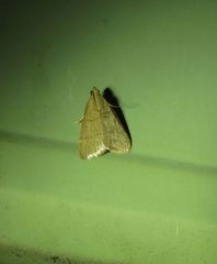 Hypsopygia repetita