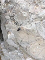 Armadillidium maculatum