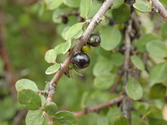 Coprosma wallii