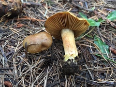 Cortinarius parkeri