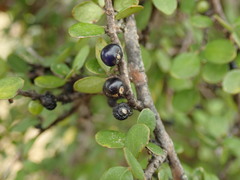 Coprosma wallii