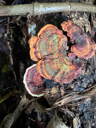 Microporus affinis, 2026-09-04