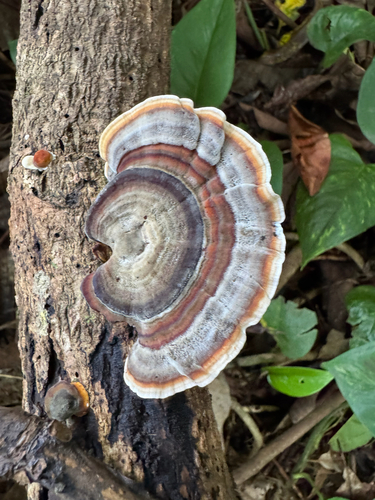 Microporus affinis, 2026-09-04