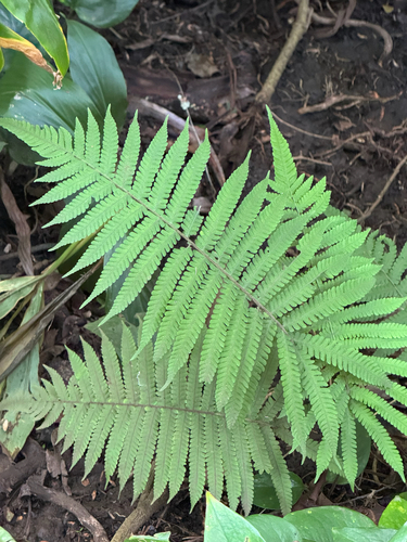 Christella dentata observed 2026-09-04