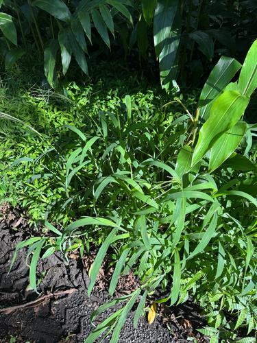 Digitaria setigera observed 2026-09-04