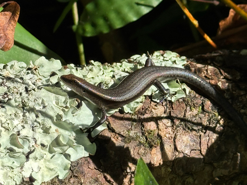 Lampropholis delicata observed 2026-09-04