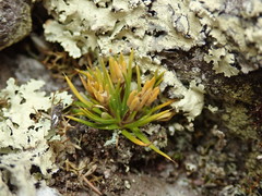 Colobanthus strictus