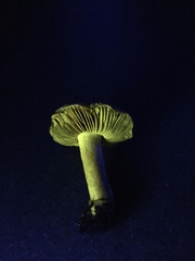 Cortinarius parkeri