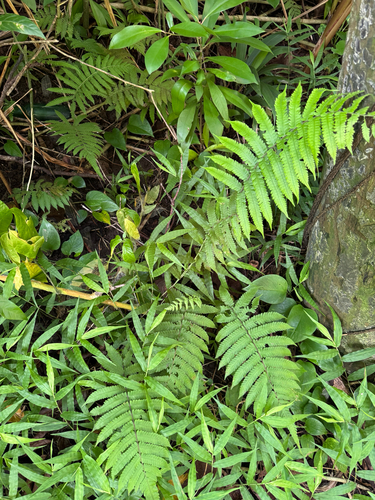 Christella dentata observed 2026-09-04