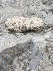 Armadillidium maculatum