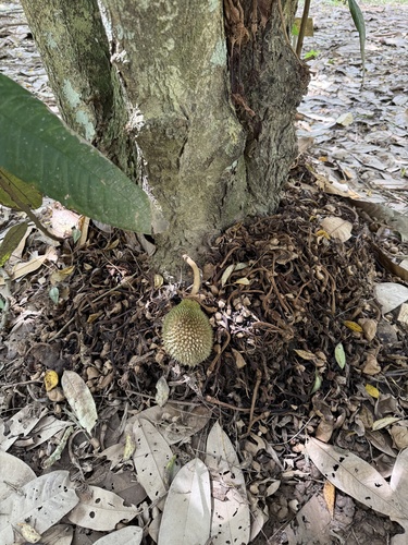 Durio testudinarius