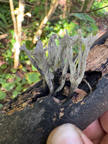Xylaria, 2026-09-04