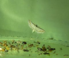 Parapoynx dentizonalis