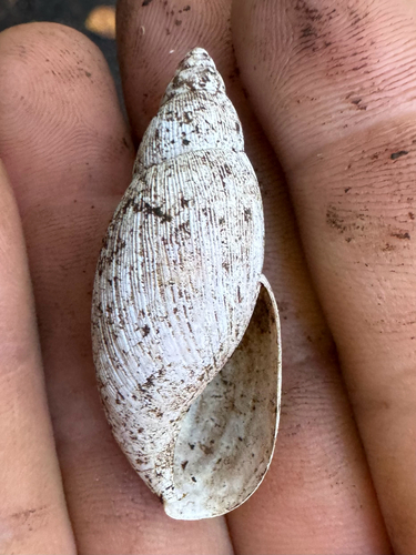 Euglandina rosea, 2026-09-04