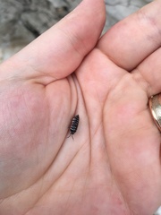 Armadillidium maculatum