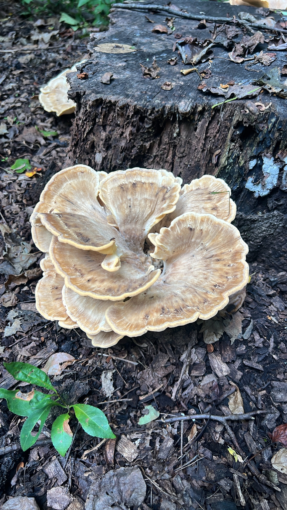 Black-staining Polypore · September 2026 · photo: Photo: no rights reserved · iNaturalist