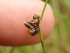 Isolepis pottsii