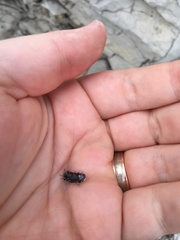 Armadillidium maculatum