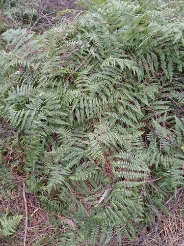 Hiya distans, photograph 5