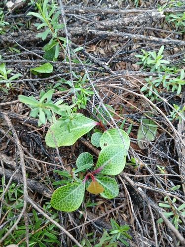 Pseudowintera axillaris, photograph 2