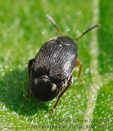 Three Basal-spotted Bruchid