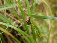 Isolepis pottsii