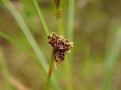 Isolepis pottsii