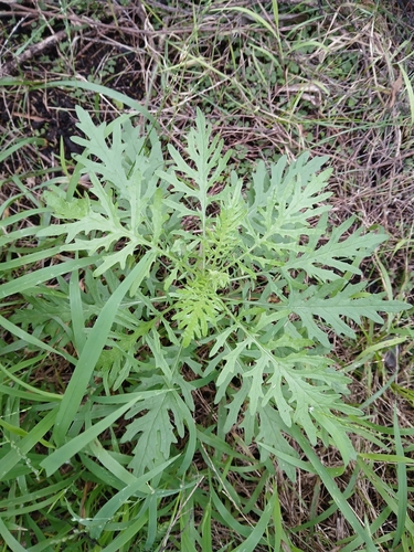 Senecio bipinnatisectus, photograph 3