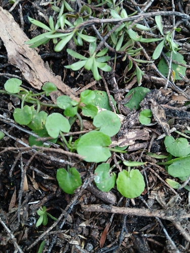 Centella uniflora, photograph 3