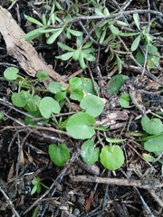 Centella uniflora, photograph (c) naturewatchwidow, some rights reserved (CC BY)